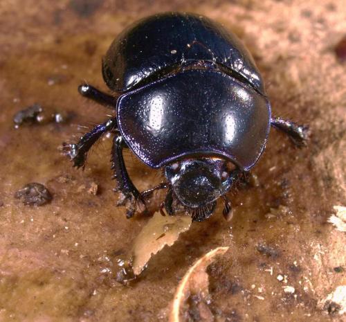 Anoplotrupes stercorosus