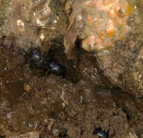 Réf. 55 836 : Anoplotrupes stercorosus