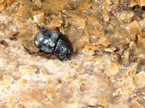Anoplotrupes stercorosus