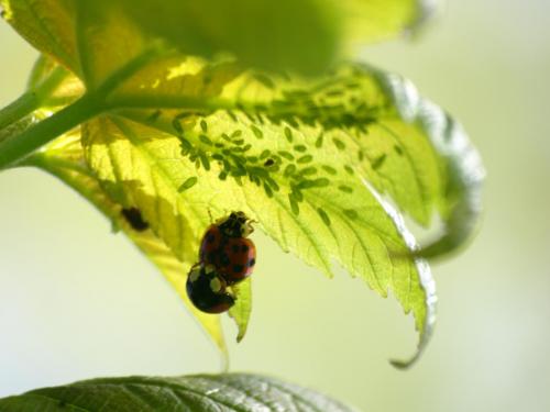 Harmonia axyridis