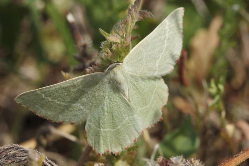 Thalera fimbrialis