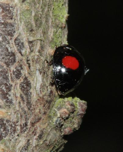 Réf. 55 706 : Chilocorus renipustulatus