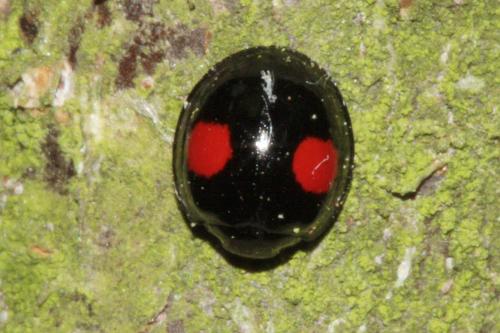 Réf. 55 707 : Chilocorus renipustulatus