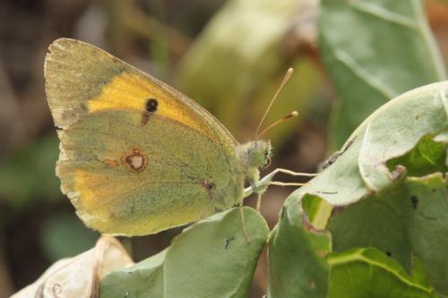 Colias croceus