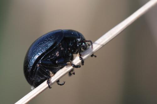 Réf. 55 490 : Chrysolina haemoptera