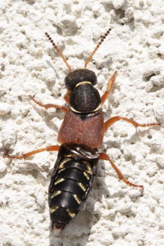 Réf. 55 245 : Staphylinus dimidiaticornis