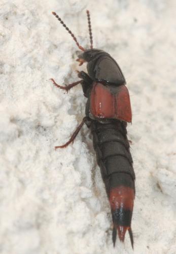 Astrapaeus ulmi