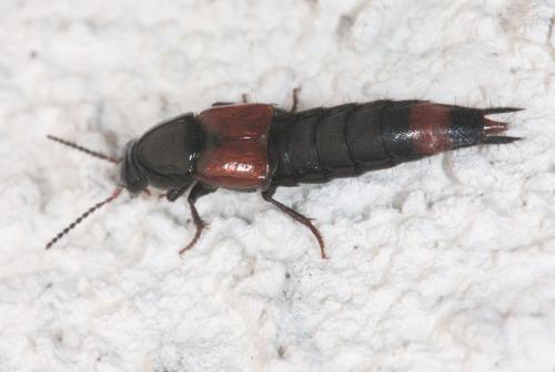 Réf. 55 253 : Astrapaeus ulmi