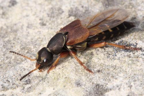 Réf. 55 246 : Staphylinus dimidiaticornis