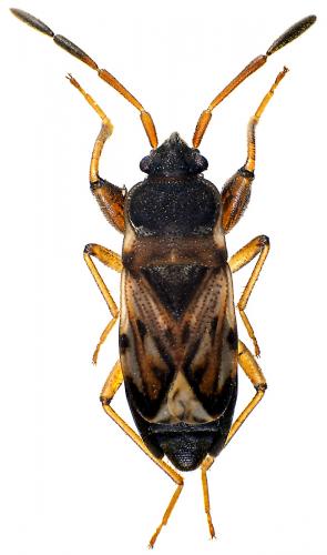 Réf. 55 143 : Scolopostethus affinis