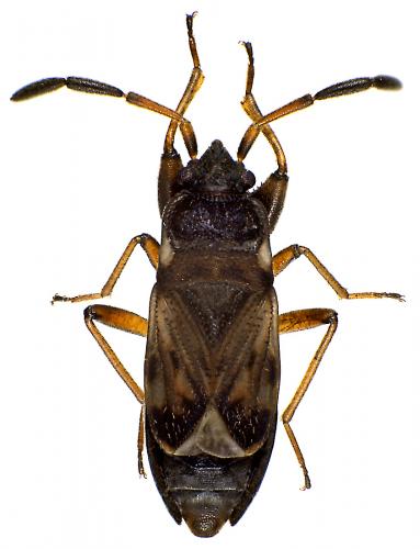 Scolopostethus thomsoni