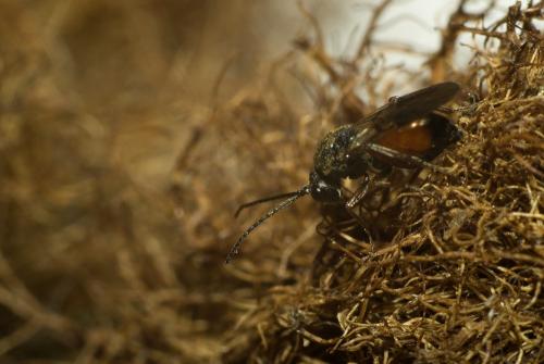 Diplolepis rosae