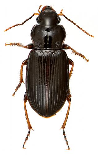 Réf. 55 306 : Trichotichnus nitens