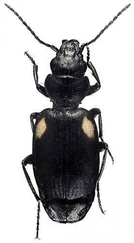 Réf. 55 121 : Lionychus quadrillum