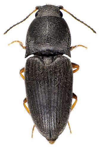 Zorochros flavipes