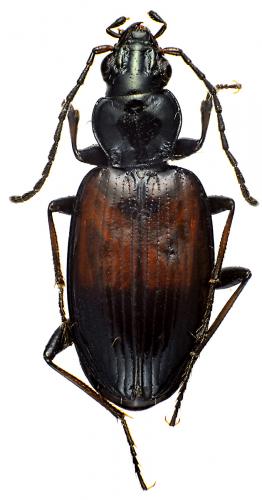 Bembidion varicolor