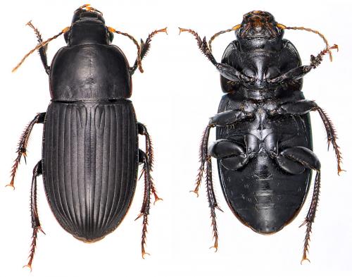 Réf. 55 139 : Harpalus serripes