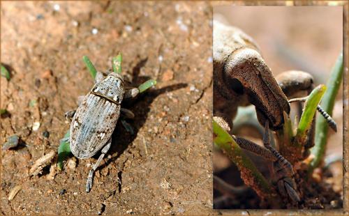 Réf. 55 896 : Leucophyes occidentalis