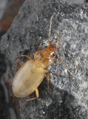 Réf. 55 451 : Nebria sp.