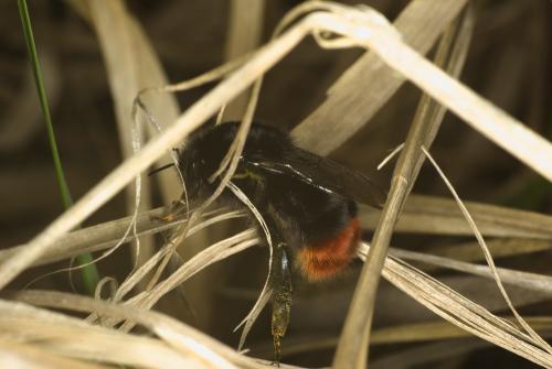 Bombus sp.