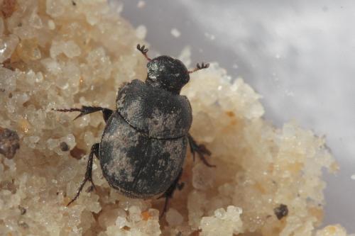 Onthophagus sp.