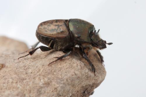 Réf. 55 536 : Onthophagus vacca