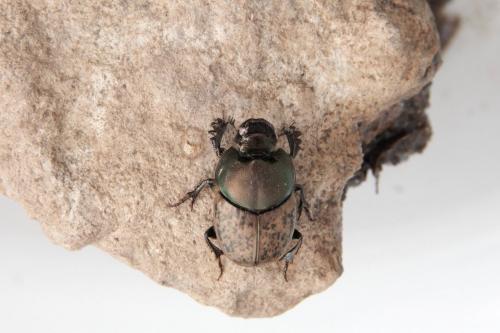 Onthophagus vacca