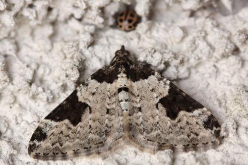 Xanthorhoe fluctuata