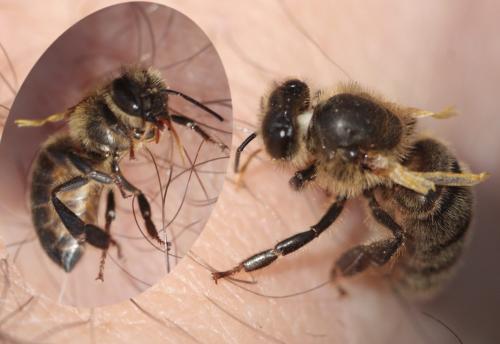 Apis mellifera