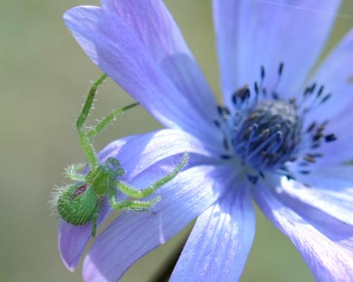 Heriaeus hirtus