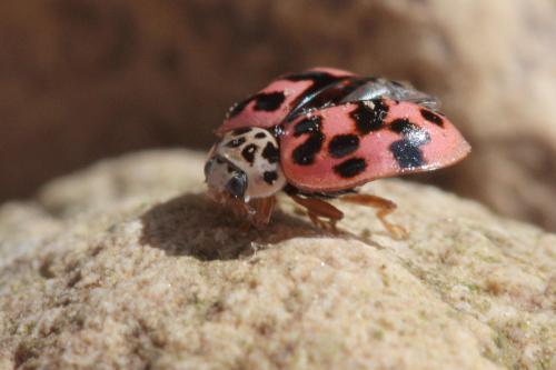 Réf. 55 671 : Oenopia conglobata