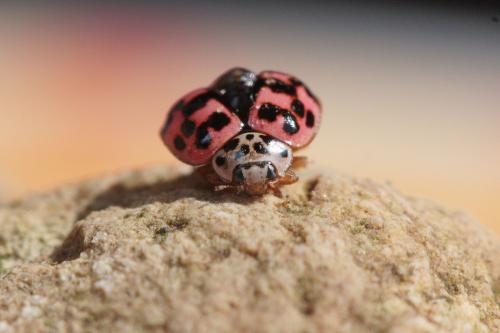 Réf. 55 672 : Oenopia conglobata