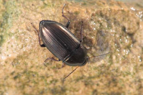 Amara aenea