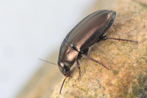 Amara aenea