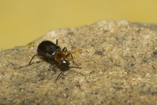 Attalus minimus