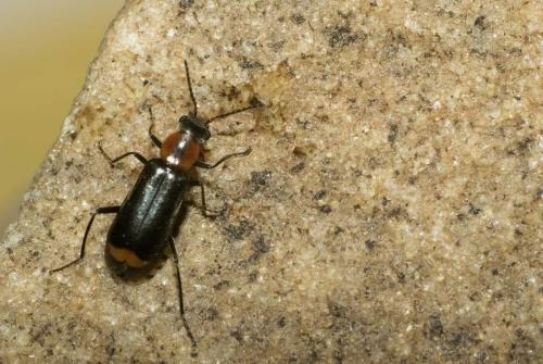 Attalus minimus
