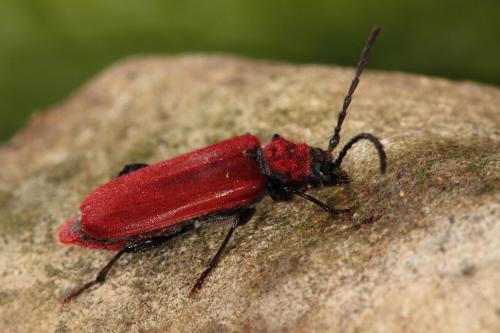 Pyrrhidium sanguineum