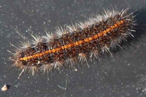 Coscinia striata