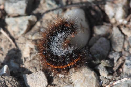 Coscinia striata
