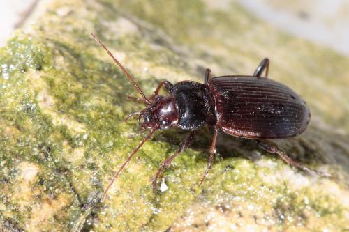 Réf. 55 891 : Nebria sp.