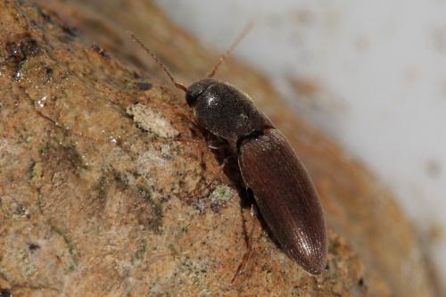 Agriotes sordidus