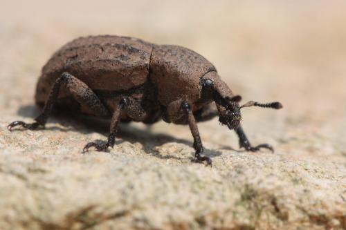 Minyops carinatus