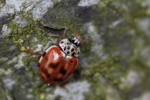 Harmonia quadripunctata
