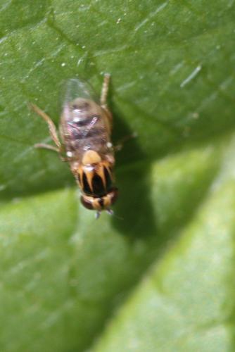 Thaumatomyia sp.