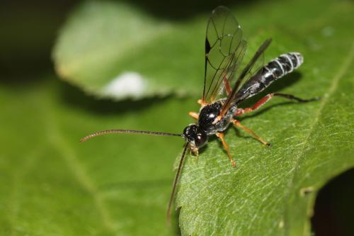 Réf. 55 944 : Eridolius sp.