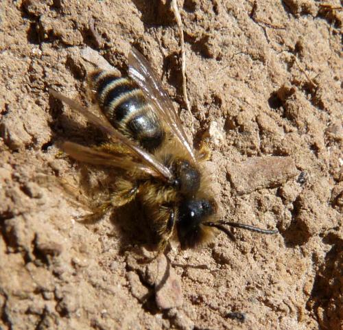Andrena flavipes