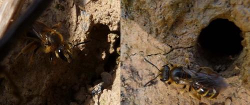 Lasioglossum sp.