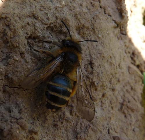 Andrena flavipes