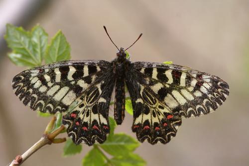 Réf. 55 646 : Zerynthia polyxena