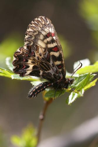 Zerynthia polyxena